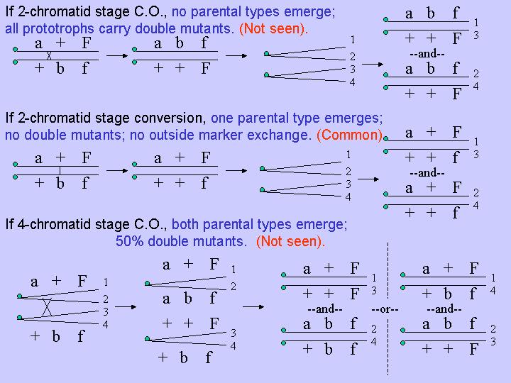 dgl8 Biology Diagrams